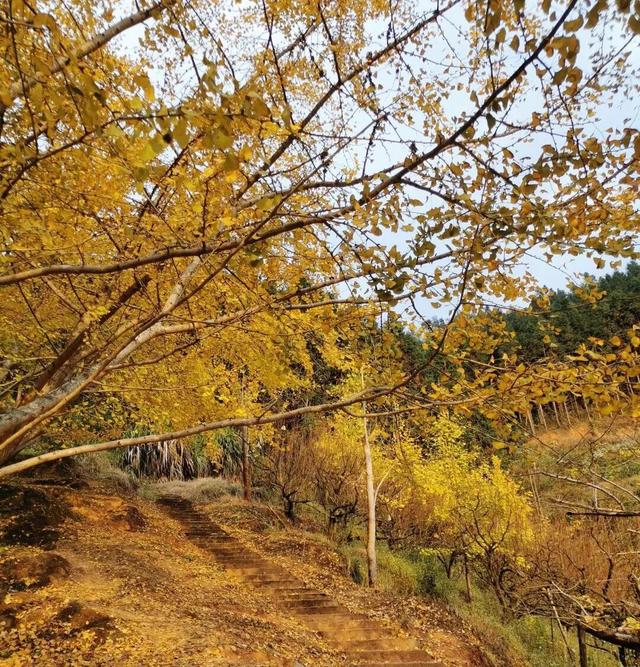 韶关坪田/九峰银杏最佳观赏期到啦！出发，拍满秋天九宫格！