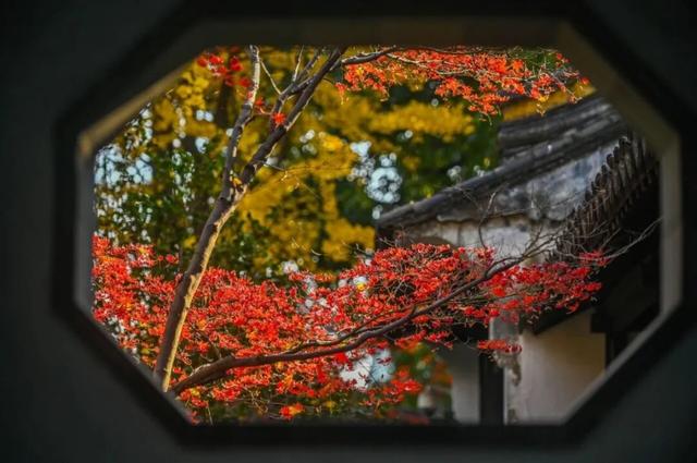苏州秋天打卡线路推荐→