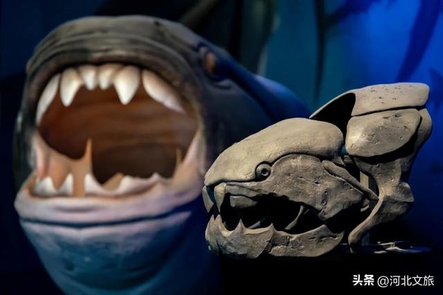 在保定，体验真实版“疯狂动物城”！