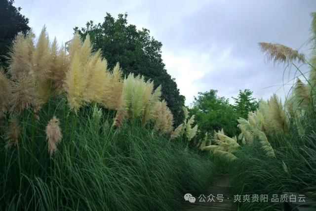 【爽游白云】白云蒲苇花开，在风中摇曳着初秋的浪漫……