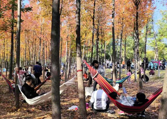 “枫”狂派对，现在进行时……