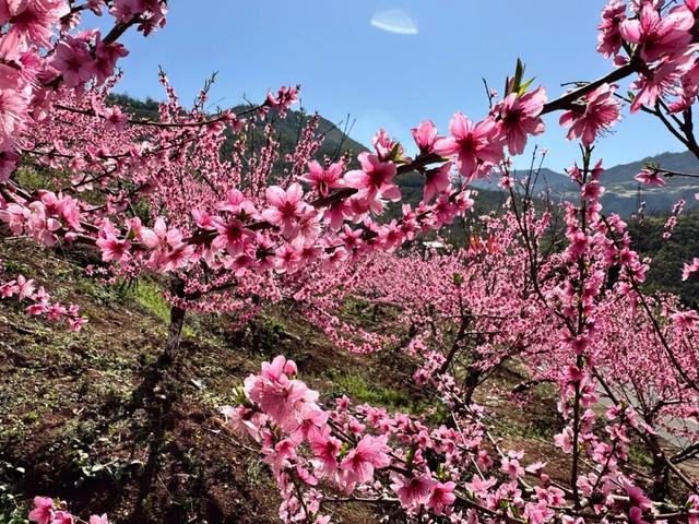 春到乐山，“香”约起来