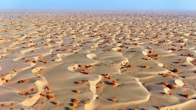 出片率100%！赴一场沙漠胡杨的金色之约