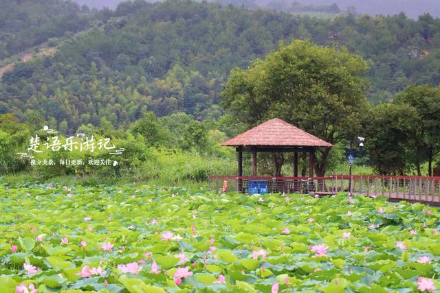 浙江宁波这片秘境又到最美时，百亩荷花美如画，金鸡菊花海也很美