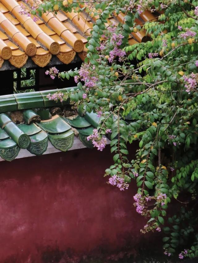 不用去故宫！在湛江也能打卡“红墙绿瓦”～