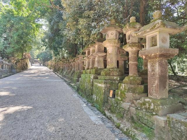 因为鹿,我爱上了奈良