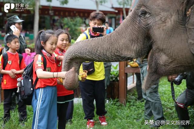 北回归线上的绿宝石：西双版纳的暖冬秘境