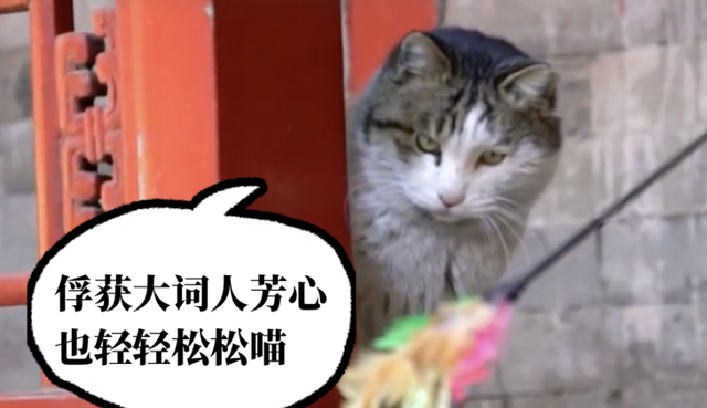 “霜眉”“普福”“将军负印”……老祖宗教你如何给小猫起名字