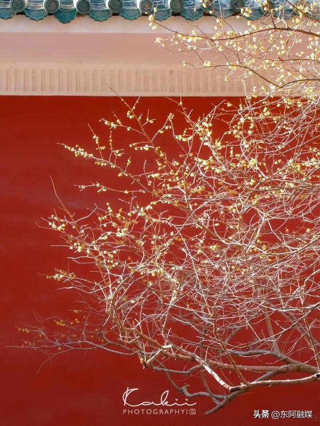 山东的第一波蜡梅开啦！快来邂逅这份冬日限定的浪漫