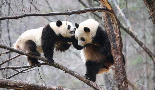 为了流量不要命，被追捧的“网红徒步线”，成死亡率最高夺命线