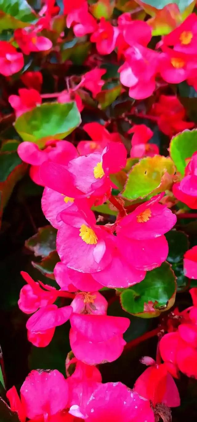 养花二十多年，吐槽好看难养、新手慎入的6大＂颜值杀手＂