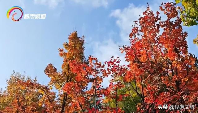 初冬氛围感出片计划，走起！昆明这份打卡攻略速速收藏→