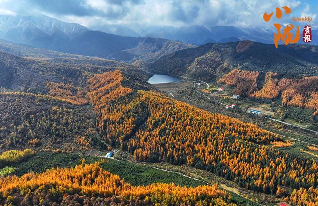 【小陇画报·428期】秋日康乐 每一步都走在金色油画里