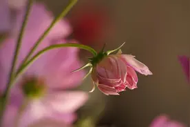 王群力营救聂磊（完）图片