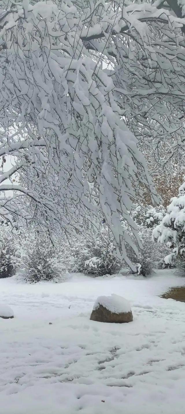 “最怕大雪一日晴”，今日大雪，为啥怕？冬天冷不冷？早看早知道