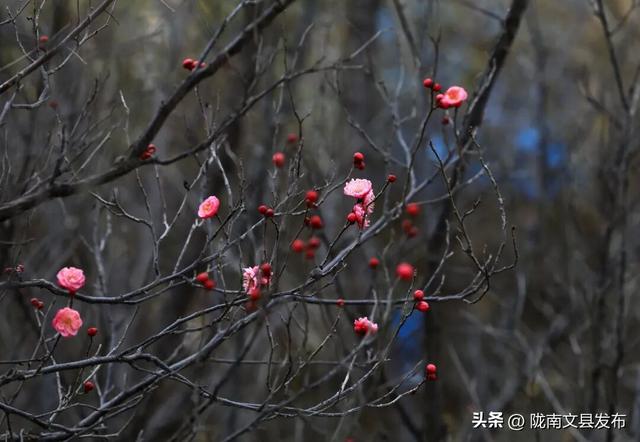 冬日“梅”景，真美！