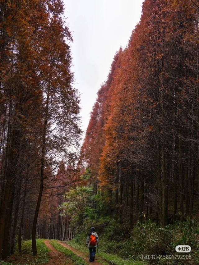 黄了！彩了！1h刹拢成都最近赏秋地，徒步拿奖牌、邂逅古寺银杏！老街美食好吃惨！