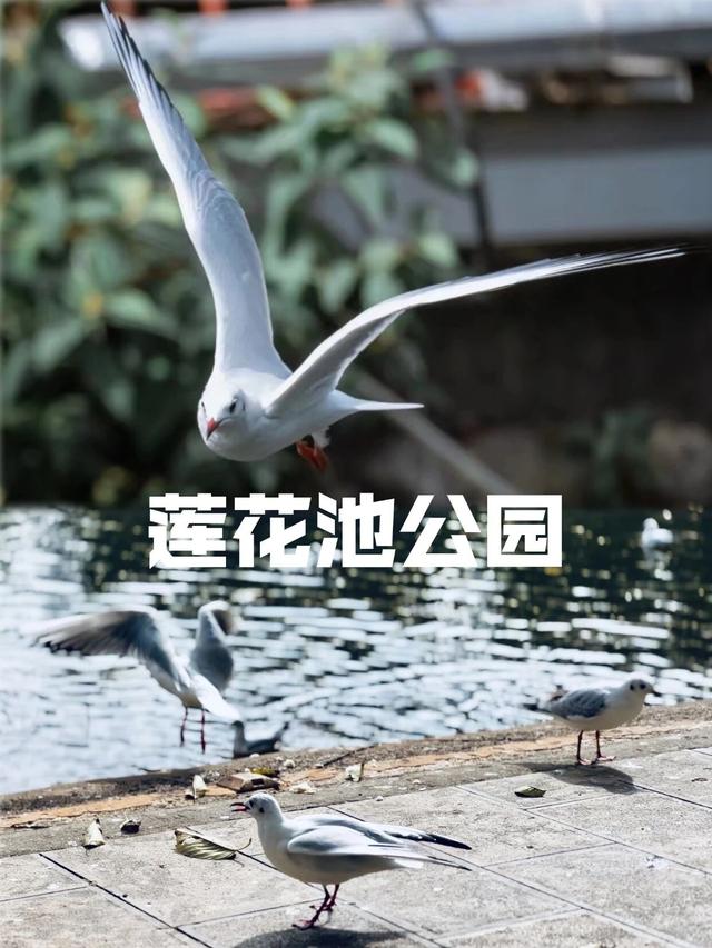 昆明进入红嘴鸥最佳观鸥季，这些观鸥点搭乘地铁就能到！！！