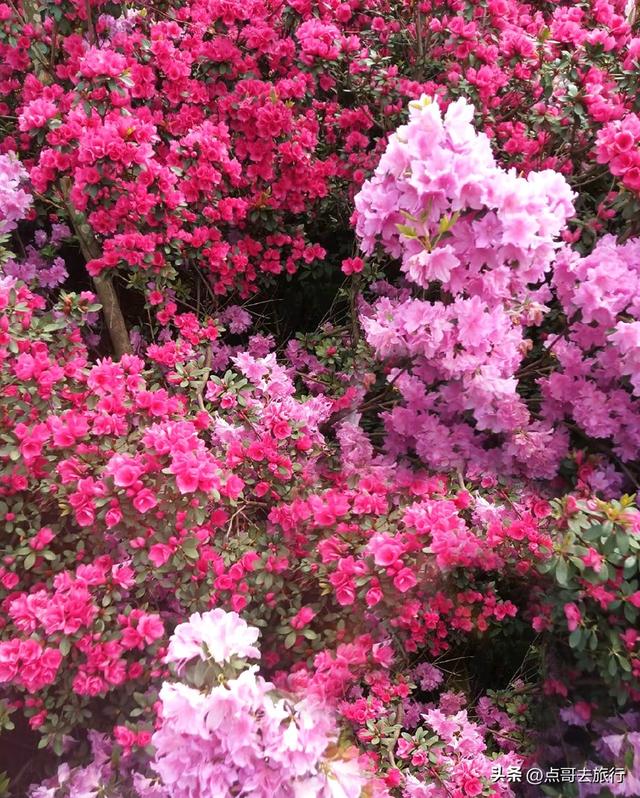 成都公园最大规模杜鹃花开了，200多亩花开成海，不要门票！