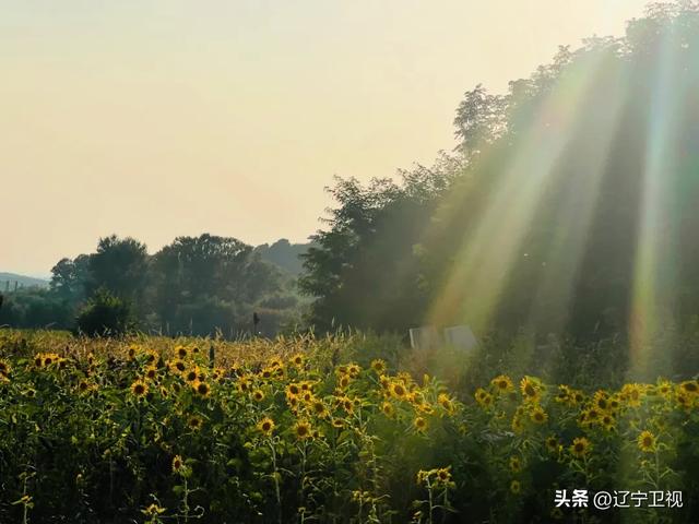 安利给所有徒步小白!沈阳出发1小时车程,解锁一片绝美秋色,走走停停超惬意~