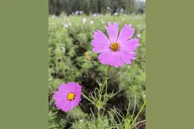 注定和双鱼座难分难舍，纠缠一生的星座图片