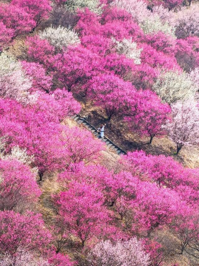 定了！木兰花谷1月17日起全城免费送票啦~