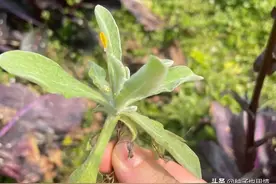 随处可见的乡间草，原来是“草中燕窝”，开春采摘正当时图片