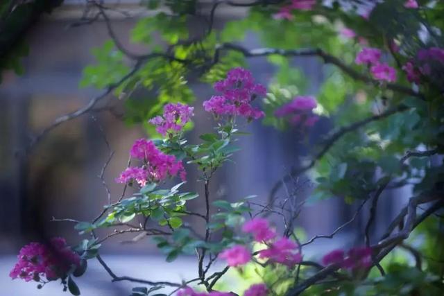 吴中这片小众花海！全开了！
