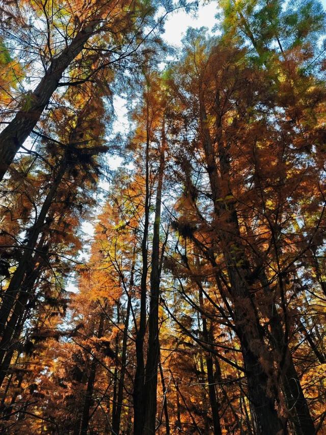 悦·遵义 | 美到犯规！播州这里藏着一个“油画世界”，随手一拍就是大片！