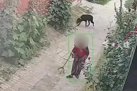 山东老太被黑狗撕咬后续 狗被打死 知情人透露老人鼻子咬掉 眼睛瞎了图片