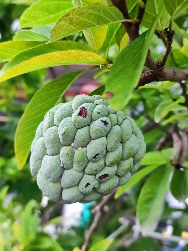 见广记2：香蕉花开