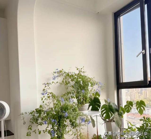 浙江发现一户人家阳台，果然聪明人，大开眼界，给大家晒晒！