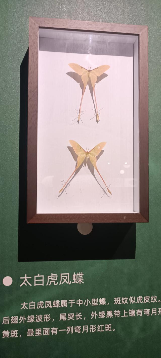 西安长安云昆虫展你来了吗