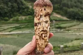 野生菌逢产量大年 部分商超松茸价格下调30%图片