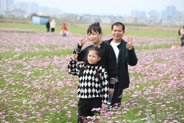 贵港这片格桑花海盛放，超出片！