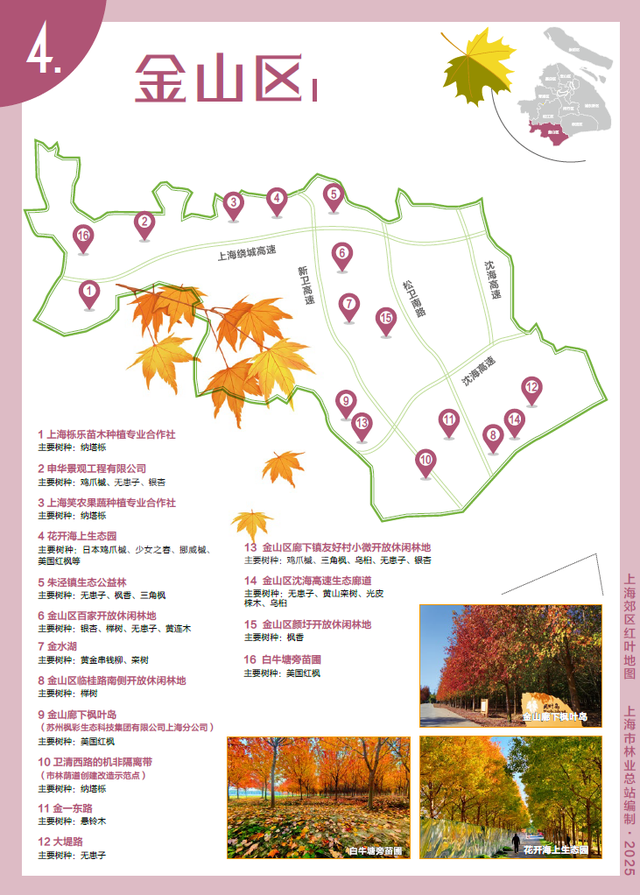 解锁2025上海郊区红叶地图，一起走进申城的五彩世界！