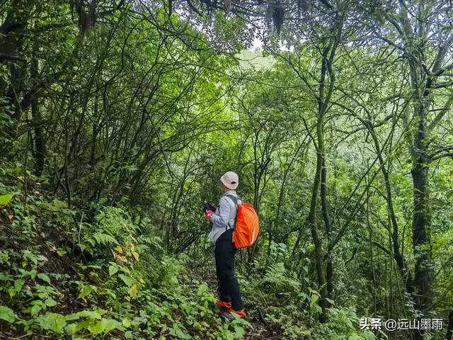 攀登昆明十峰之宜良老爷山，经历密林大雨考验，惊喜交加，难忘