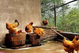 不管炖什么鸡汤，牢记“3放3不放”，鸡汤金黄油亮，鲜美不油腻图片