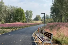 美翻了！粉色花海，蓝色原野......记者实探奥北森林公园二期图片