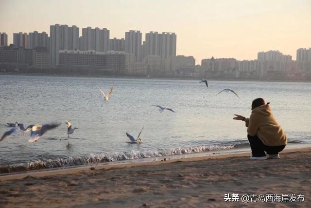 “鸥”耶！西海岸来了一批“老朋友”！