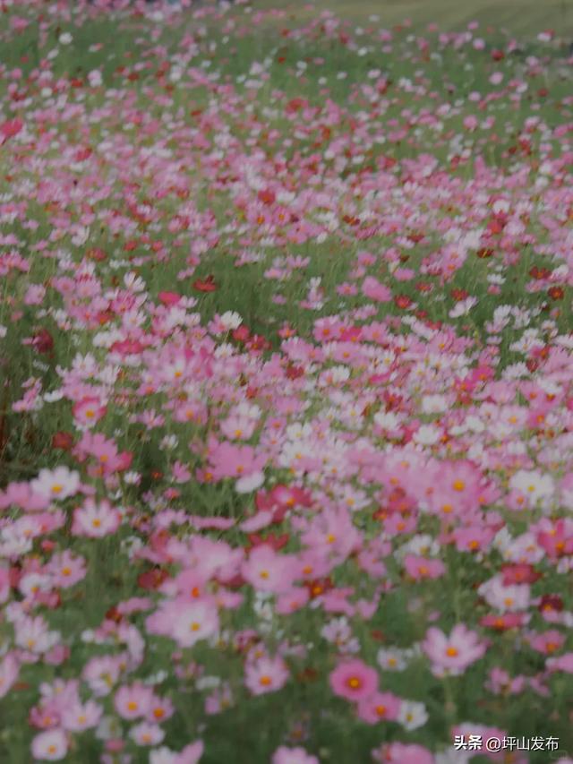 看完你的 看你的,坪山这片格桑花海承包你的秋日治愈感!