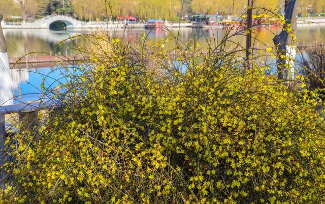 济南的春天，从一抹金黄开始！