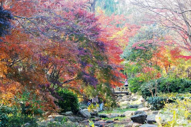 初冬限定浪漫：青岛中山公园红叶正艳