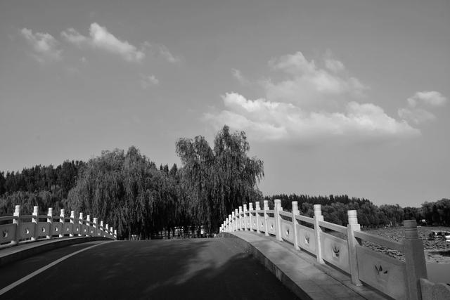 山东泰安东平稻屯洼湿地公园的荷花仙子