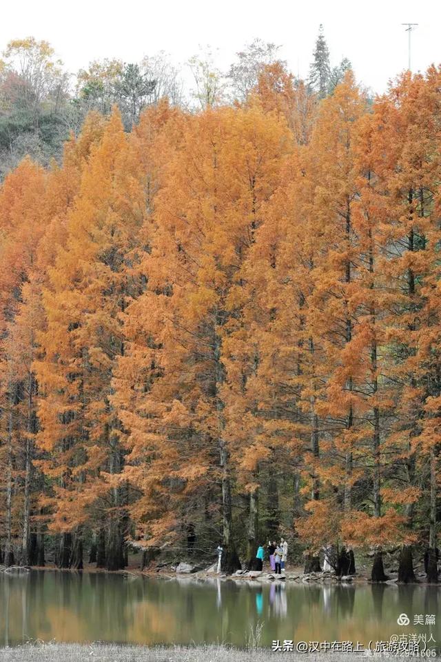 龙池秋色惹人醉