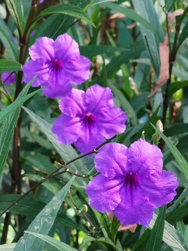 惠聚美好丨秋日的红花湖，被翠芦莉温柔环绕