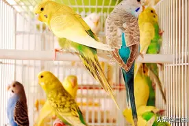 在河南买鹦鹉，我劝你别急着掏钱！血泪总结这几点图片