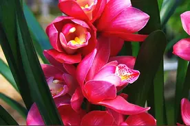 我国“最稀罕”的四季兰，开花后太惊喜，珍贵少见，如今只有10苗图片