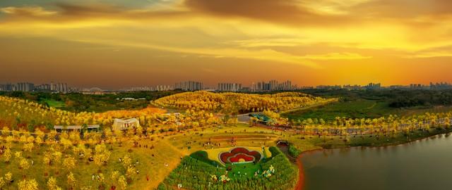 南宁秋日限定美景！红叶、银杏禅意悠，宝藏路线承包你的秋日浪漫