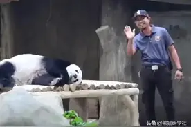 那些成年后还能近身的大熊猫们图片